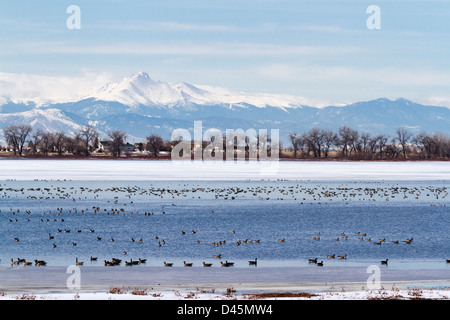 Migration des bernaches du Canada à Barr Lake State Park, Colorado. Banque D'Images