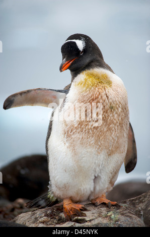 Gentoo pingouin debout sur rock in Paradise Harbour sur la péninsule Antarctique Banque D'Images