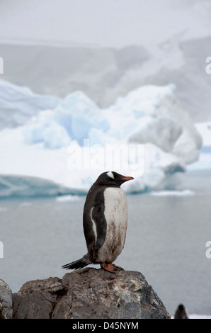 Gentoo pingouin debout sur rock in Paradise Harbour sur la péninsule Antarctique Banque D'Images