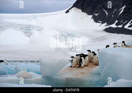 Un groupe de Manchots Adélie (Pygoscelis adeliae) émergent de l'eau à Hope Bay dans la pointe nord de la péninsule Antarctique Banque D'Images