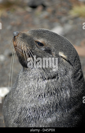 Un coup de tête d'un jeune phoque à fourrure antarctique, Arctocephalus gazella, dans la région de Grytviken, en Géorgie du Sud. Banque D'Images