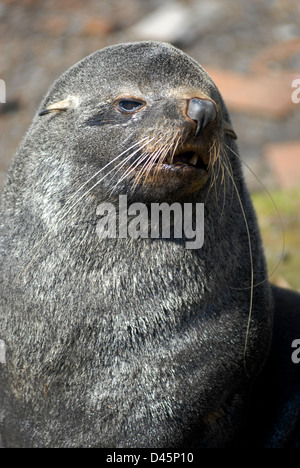 Un coup de tête d'un jeune phoque à fourrure antarctique, Arctocephalus gazella, dans la région de Grytviken, en Géorgie du Sud. Banque D'Images