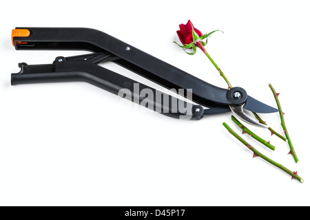Secateur de jardin et rose isolé sur fond blanc Banque D'Images