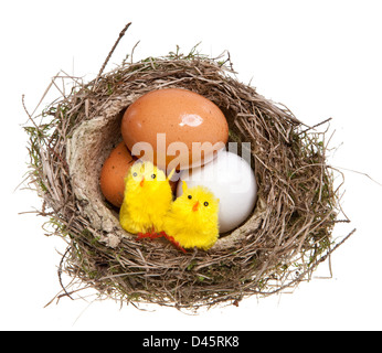 Birds Nest avec des œufs et poulets jouet à l'intérieur, sur fond blanc Banque D'Images