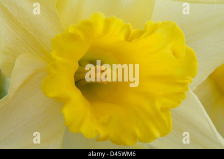 Narcisse jonquilles close up Banque D'Images