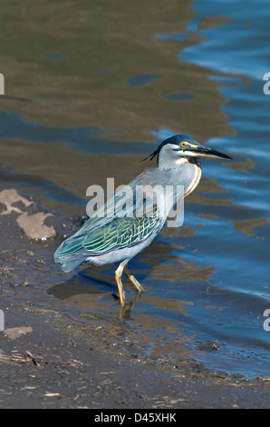 Héron vert butorides striata, Mpumalanga, Limpopo, Afrique du Sud, Banque D'Images