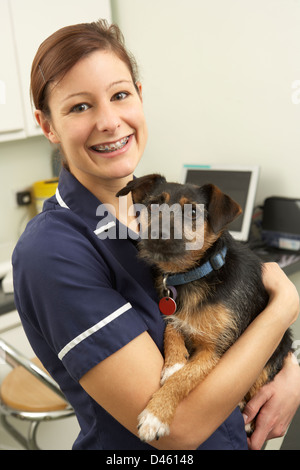 Femme Vétérinaire Holding Dog in Surgery Banque D'Images