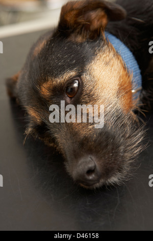 Chien couché sur Table examen en chirurgie vétérinaire Banque D'Images