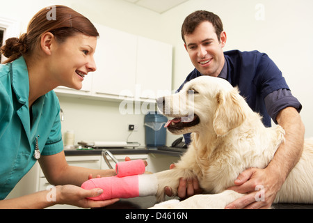 Le traitement vétérinaire mâle chien en chirurgie Banque D'Images