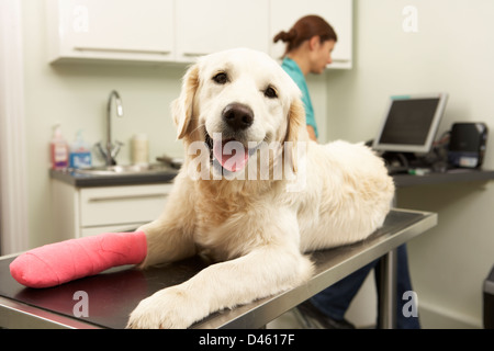 Femme Vétérinaire chien traiter en chirurgie Banque D'Images