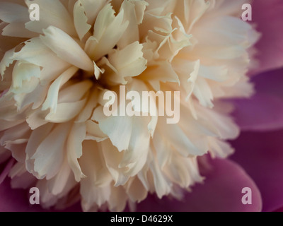 La pivoine ou la pivoine ont composé, feuilles profondément lobées, et de grandes entreprises, souvent des fleurs odorantes, allant du rouge au blanc ou jaune, à la fin du printemps et au début de l'été. cette fleur nommée d'après paeon, un étudiant d'Asclépios, dieu grec de la médecine et de la guérison. Banque D'Images