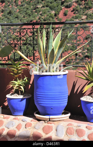 Jardin bleu de cobalt pots dehors sur la terrasse dans la maison marocaine, Afrique du Nord Banque D'Images