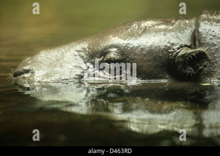 L'hippopotame pygmée, Choeropsis liberiensis, Zoo de Singapour, Banque D'Images