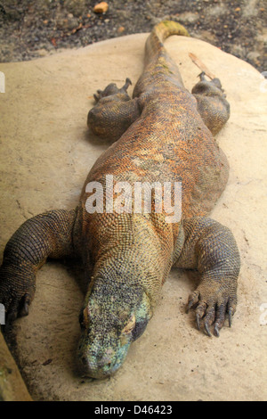 Dragon de Komodo, Varanus komodoensis, Zoo de Singapour, Banque D'Images