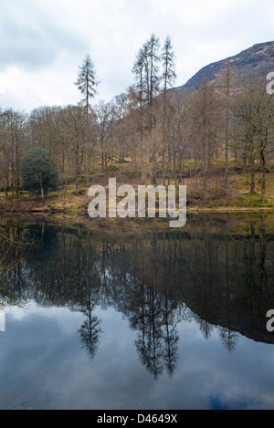 Arbres se reflétant dans l'arbre d'If Tarn dans le Parc National du Lake District, Cumbria, Angleterre Banque D'Images