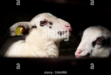 Nordhorn, Allemagne. 6 mars 2013. Landrace de Bentheim brebis d'une bouteille sous résident dans leur stable à parc animalier Nordhorn à Nordhorn, Allemagne, 06 mars 2013. Les agneaux sont nés le 22 et 23 février 2013. Photo : FRISO GENTSCH/dpa/Alamy Live News Banque D'Images