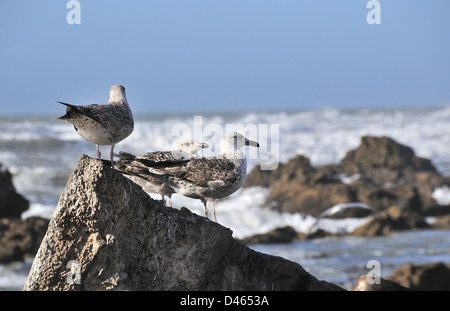 Rangée de trois jeunes mouettes debout sur un rocher dans la ville côtière de l'Atlantique d'Essaouira, Maroc, Afrique du Nord Banque D'Images