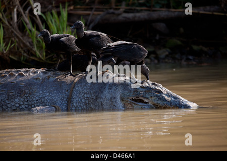 Dead American crocodile, Crocodylus acutus, à la rive du lac Gatun (lac), le Panama province, République du Panama. Banque D'Images