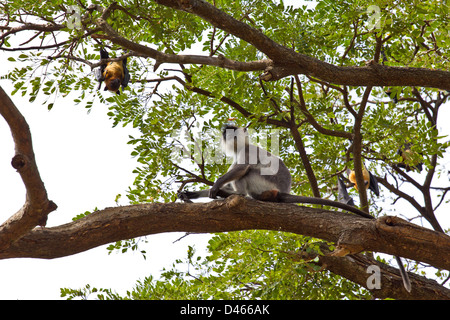 Face VIOLET [Trachypithecus vetulus LANGUR] TROUVÉS SEULEMENT AU SRI LANKA UNE ESPÈCE EN VOIE DE DISPARITION. Ici avec des chauves-souris frugivores OU Ecornet souffler les Renards Banque D'Images