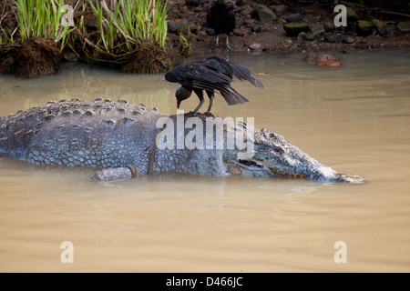 Dead American crocodile, Crocodylus acutus, à la rive du lac Gatun (lac), le Panama province, République du Panama. Banque D'Images