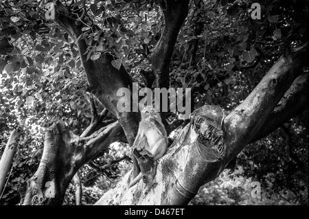 Un singe macaque balinais en appui sur l'arbre Banque D'Images