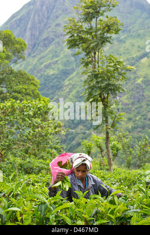 Un plateau PICKER DANS UNE COLLINE PRÈS DE ELLA SRI LANKA Banque D'Images