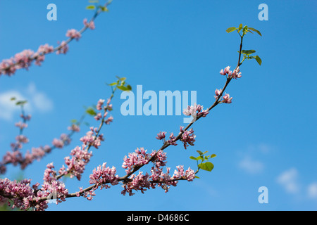 Branche avec fleurs de pêcher au printemps sur fond de ciel Banque D'Images