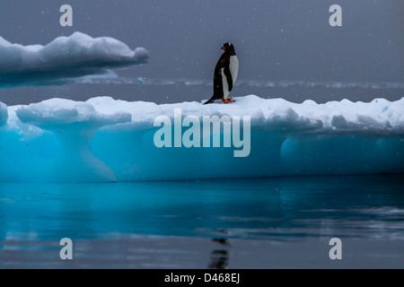 L'observation de la faune - Gentoo pingouin solitaire debout sur un iceberg bleu alors qu'il neige, l'Antarctique Banque D'Images