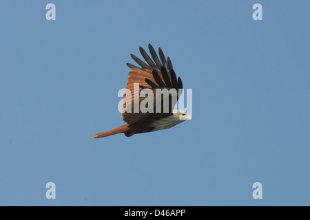 Le Brahminy Kite (Haliastur indus) également connu sous le nom de la Mer Rouge-eagle en Australie. Banque D'Images