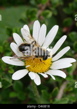 Hoverfly, Eristalis similis, Syrphidae, Diptères. Femelle sur une marguerite blanche. Banque D'Images