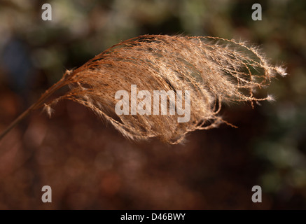 La fée de l'Himalaya népalais Silvergrass, herbe, herbe d'argent au Népal, le miscanthus nepalensis, Poaceae. Himalaya, Birmanie. Tête de semences. Banque D'Images