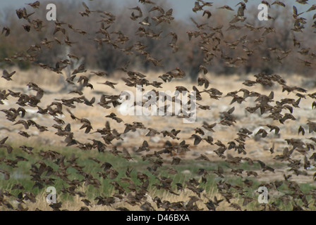 Quéléa à bec rouge (quelea Quelea) troupeau dans le parc national d'Etosha, Namibie Banque D'Images