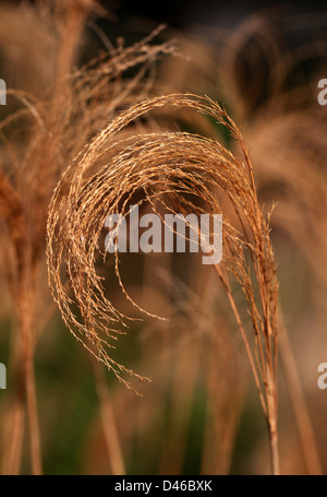 La fée de l'Himalaya népalais Silvergrass, herbe, herbe d'argent au Népal, le miscanthus nepalensis, Poaceae. Himalaya, Birmanie. Tête de semences. Banque D'Images