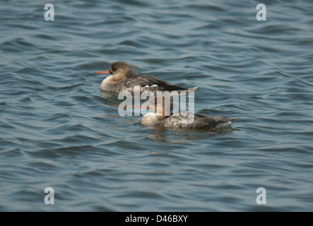 Harle huppé (Mergus serrator) à Bolsa Chica Lagoon, Californie Banque D'Images