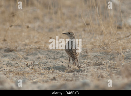 Red-capped Lark (Calandrella cinerea) dans le parc national d'Etosha, Namibie Banque D'Images