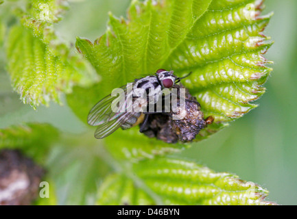 Double toit ou racine-mouche du bleuet, Anthomyia procellaris, Anthomyiidae, Diptères. Des femmes. Banque D'Images