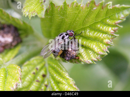 Double toit ou racine-mouche du bleuet, Anthomyia procellaris, Anthomyiidae, Diptères. Des femmes. Banque D'Images