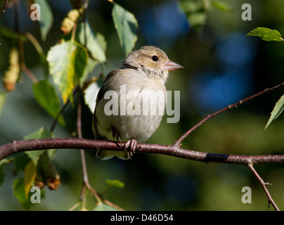 Chaffinch juvénile perchée sur un pied dans l'arbre Banque D'Images