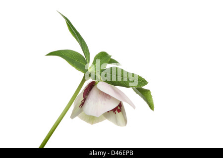 Vue latérale d'un feuillage et fleurs l'hellébore blanc isolé contre Banque D'Images