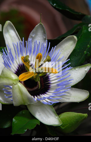 Les délicates fleurs d'un bleu fleur de la passion (Passiflora caerulea) Banque D'Images