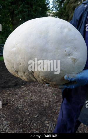 Un gigantesque champignon vesse comestibles (calvatia gigantea) qui se développe à l'état sauvage. Banque D'Images