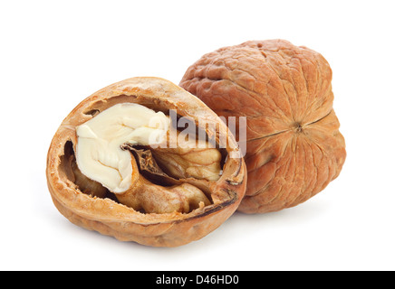 Noyer géant isolated on white Banque D'Images