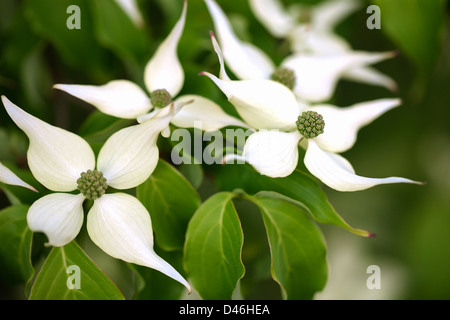 Macro photo d'une floraison blanche avec Cornus kousa une faible profondeur de champ. Banque D'Images