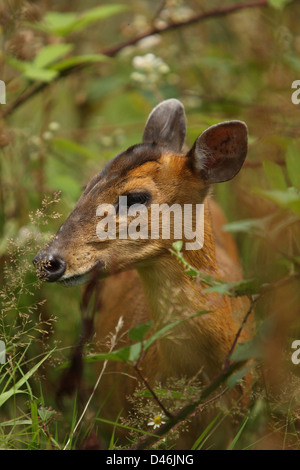 Cerf muntjac Banque D'Images