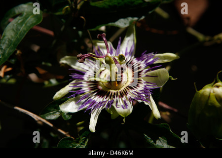 Fleur de fruit de la Passion, Passiflora edulis Banque D'Images