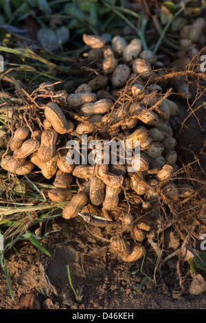 Récolté dans la campagne indienne d'arachides. L'Andhra Pradesh, Inde Banque D'Images