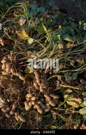 Récolté dans la campagne indienne d'arachides. L'Andhra Pradesh, Inde Banque D'Images