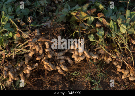 Récolté dans la campagne indienne d'arachides. L'Andhra Pradesh, Inde Banque D'Images