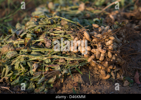 Récolté dans la campagne indienne d'arachides. L'Andhra Pradesh, Inde Banque D'Images