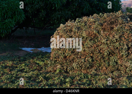 Récolté dans la campagne indienne d'arachides. L'Andhra Pradesh, Inde Banque D'Images